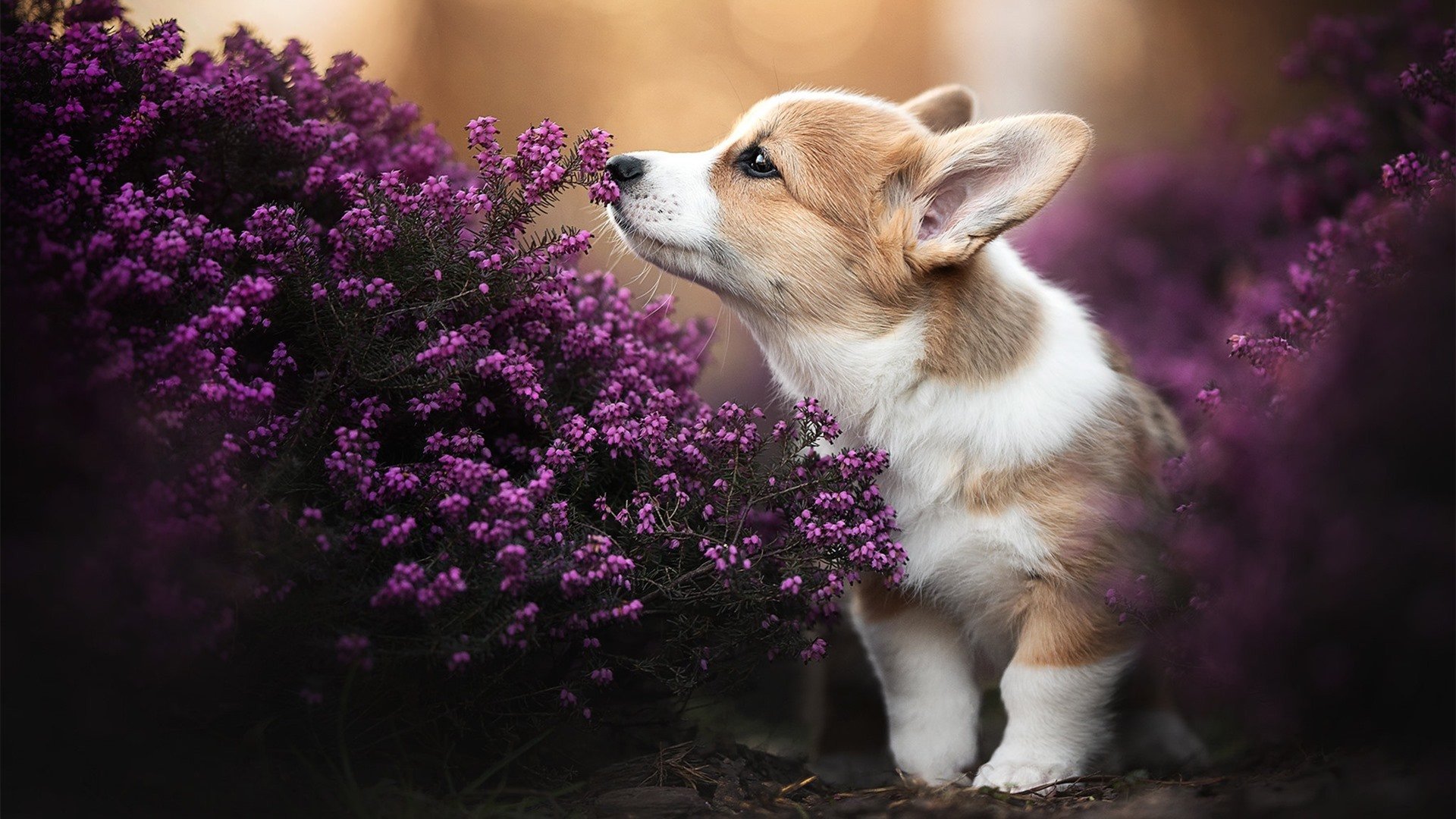 九游APP官网-法国球迷：我们等来的不是这个结局，法国队夺冠,我们退全款