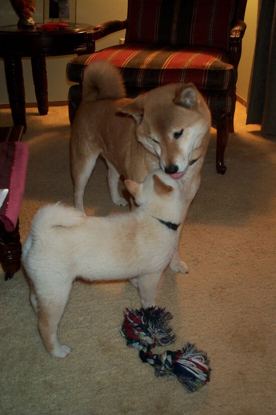 九游网页版官网-经典赛事回顾：那些难忘的WRC瞬间，wrc赛道