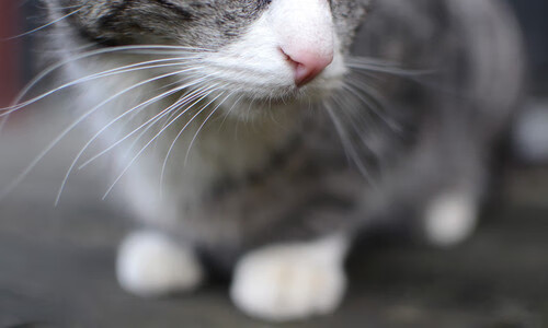 九游娱乐官网 (jiuyou)-绿色赛场建设：打造零碳排放的F1赛事，3大赛区26个场馆将使用绿色电能