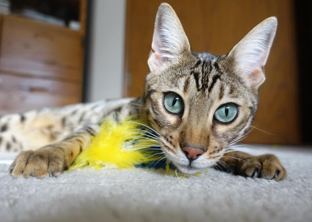 新疆飞虎稳步提升季后赛竞争力,新疆飞虎球员名单