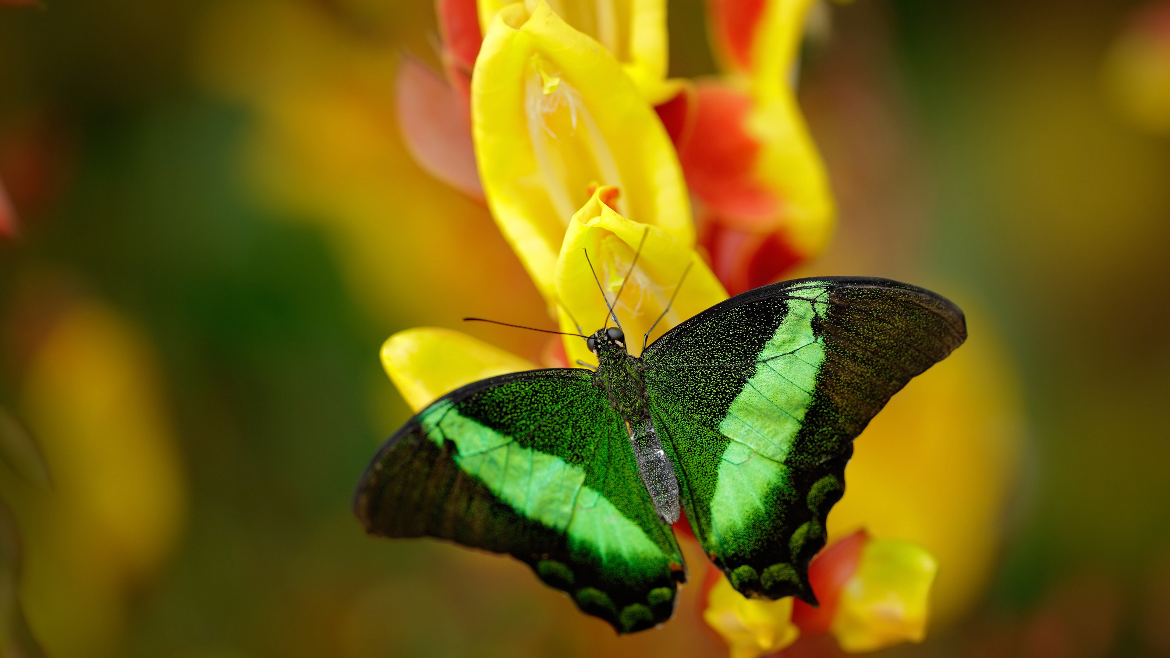 Jiuyou-瑞典队在今日的比赛中获得惊人的胜利，瑞典队比赛结果