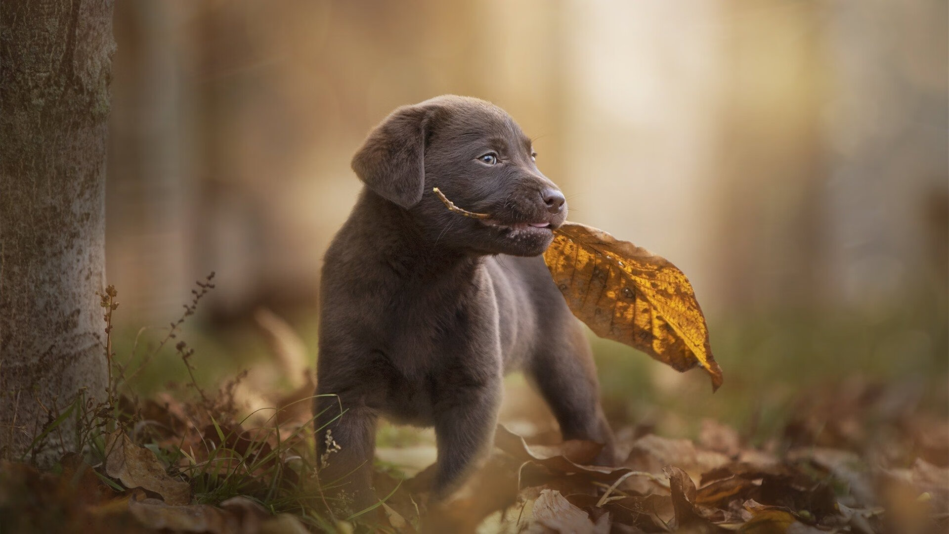 皇马主帅改变阵容，球队表现尚不稳定，皇马现任主帅是谁