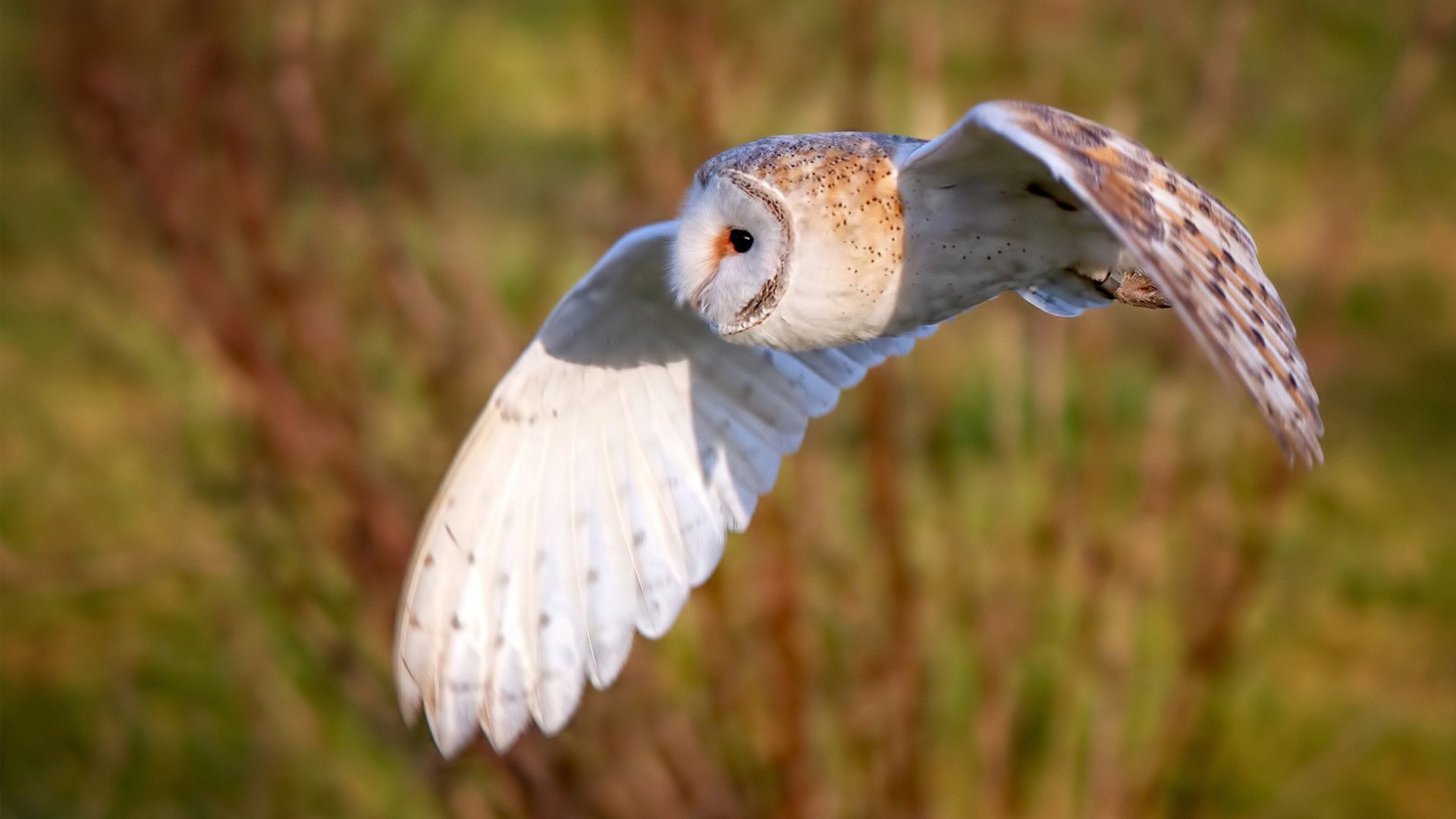 五大联赛是否更注重比赛节奏内的心理波动管理,五大联赛比赛规则