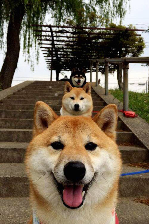 九游9游-体育社团文化节融合运动演出艺术展演，体育社团文化节融合运动演出艺术展演策划方案