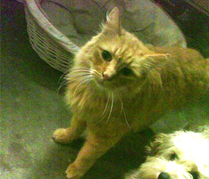 “马科斯·梅特罗的球场领导力,推动阿根廷美洲狮队迈向更高目标”