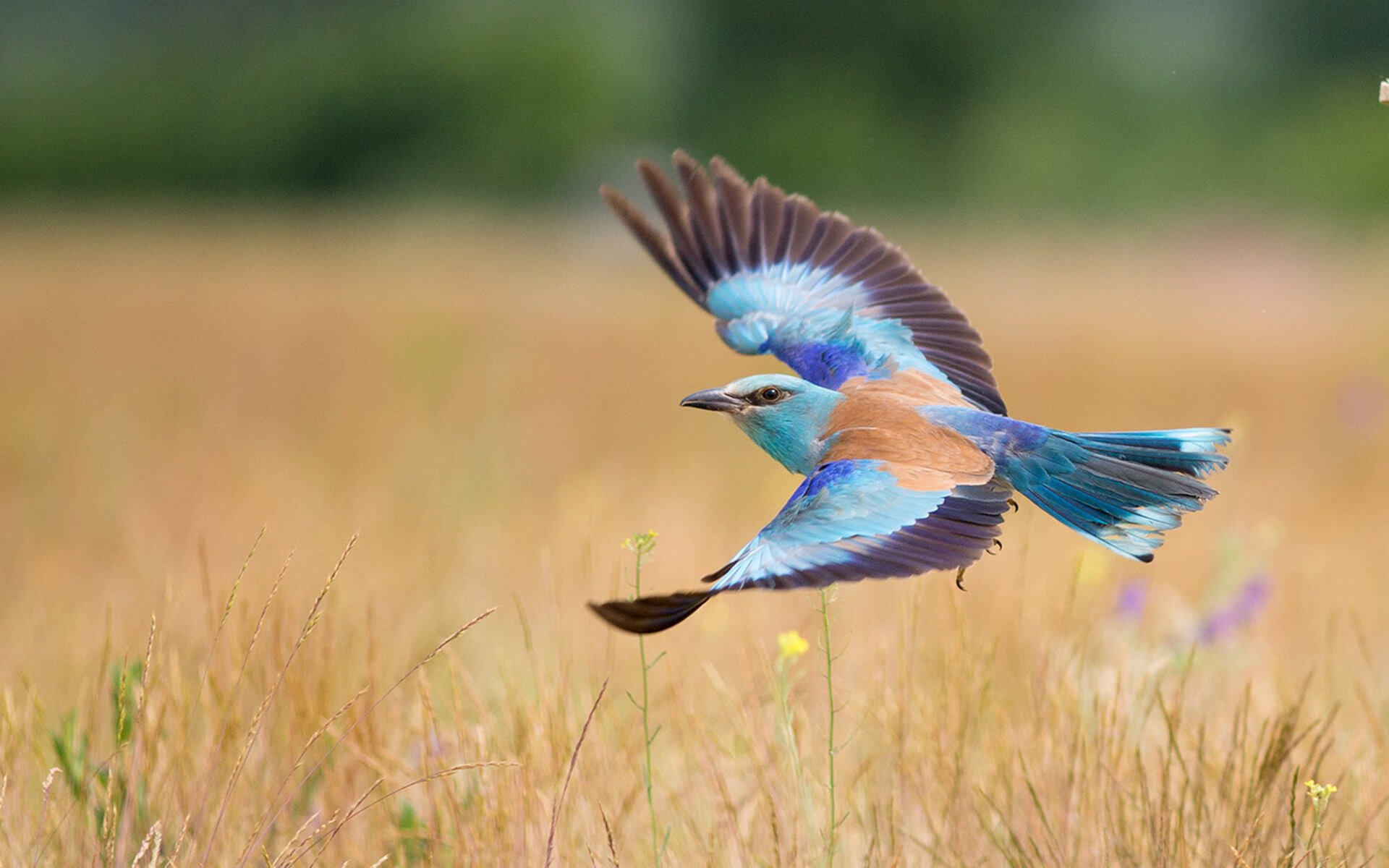 九游娱乐官网 (JIUYOU)-乔·波尔曼的全能表现使袋鼠队在橄榄球锦标赛中名列前茅，乔伯罗橄榄球