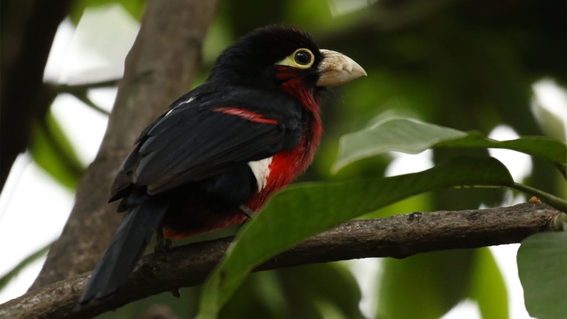 JiuyouAPP下载-伊利亚·哈伦男子蝶泳赛场新星崛起