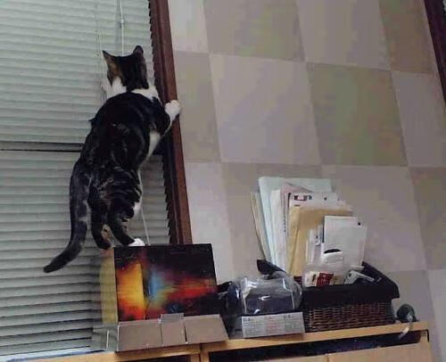 南非羚羊队的突破能力:每一次进攻都让对手不敢小觑,羚羊非洲