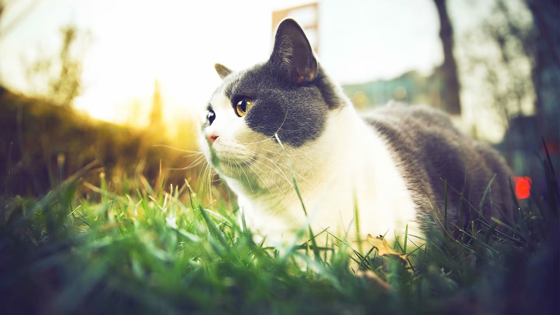 九游网页版官网入口-比利时男篮在欧洲比赛中战绩优异，逐步跻身顶级强队行列