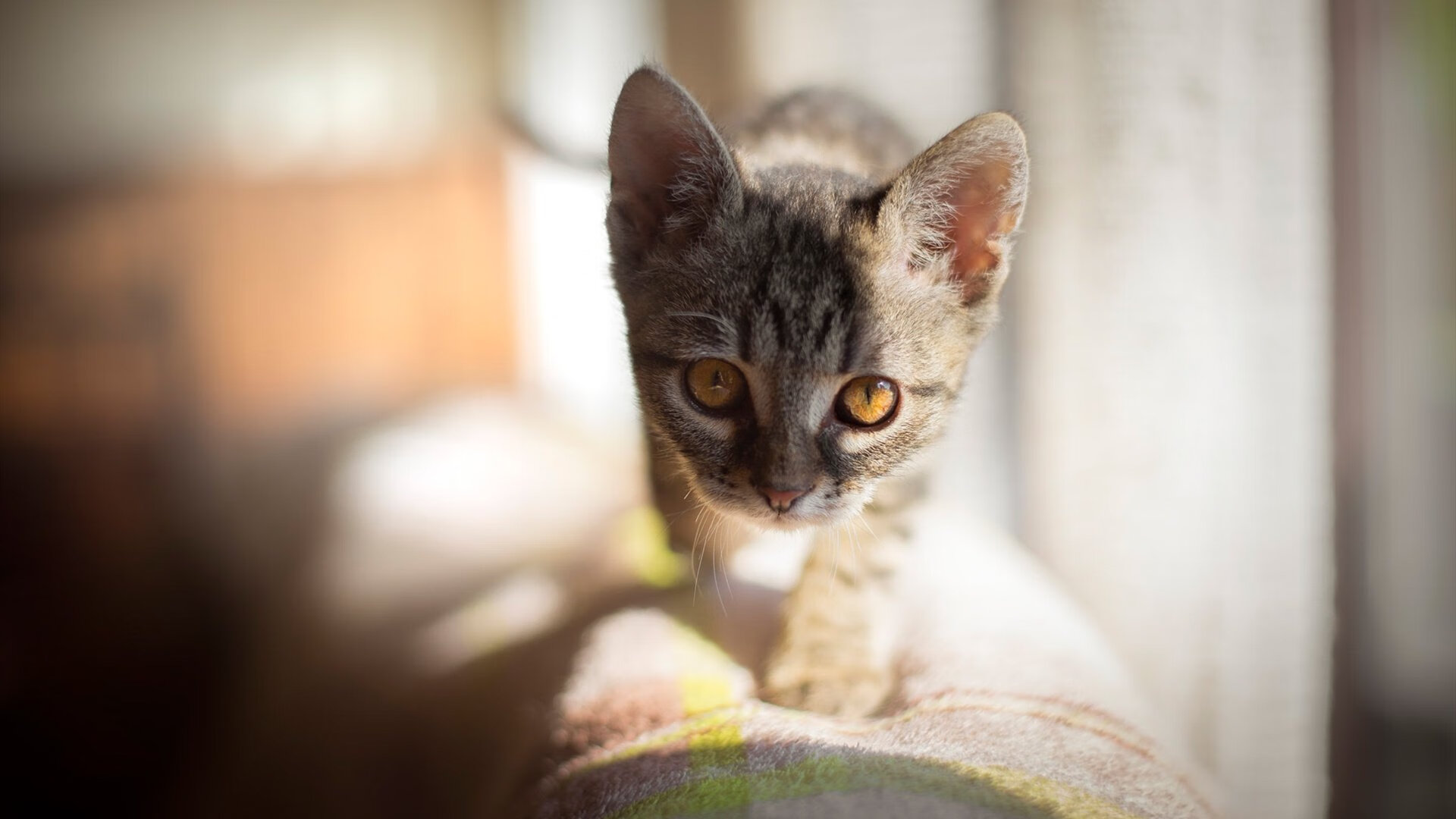 九游游戏中心-欧洲杯战略变革：变阵、突破、奇迹！，欧洲杯探讨