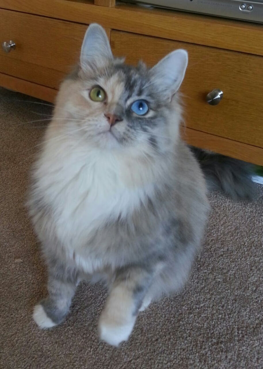 九游网游官网-混合泳接力中立代表队A团结协作显优势，混合泳接力比赛的出发顺序