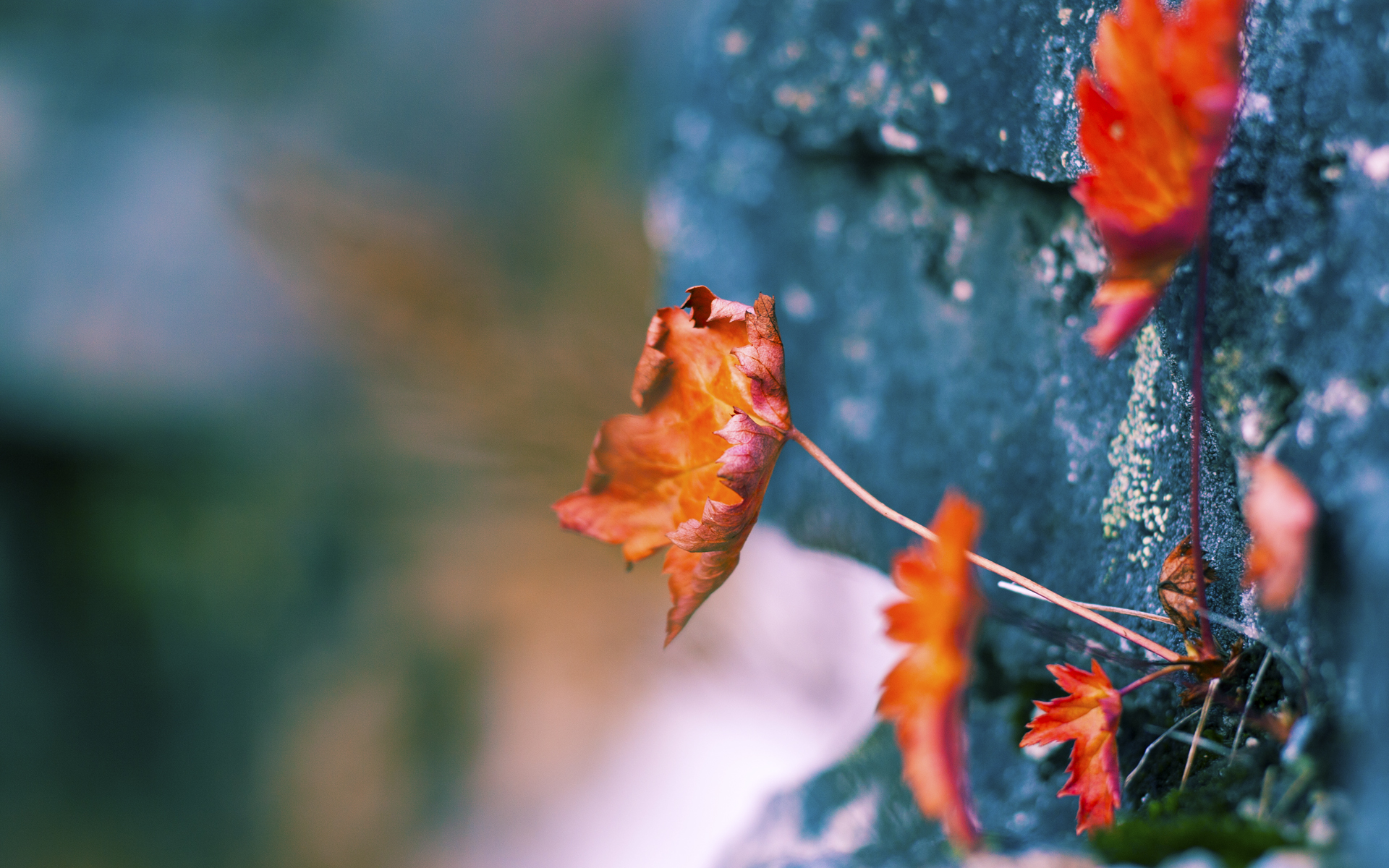 九游网-自由泳个人赛比利时新星异军突起，自由泳决赛视频